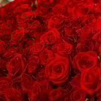 شغف الورد الملكي