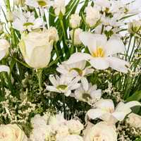 نقاء الياسمين