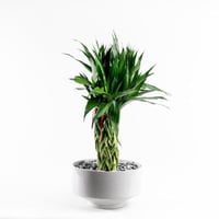 بامبو الأناقة