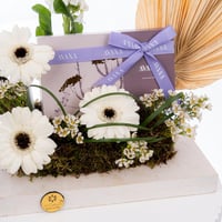 نسمات البنفسج