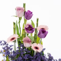 توليب بنفسج