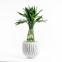 بامبو الظلال