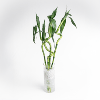 بامبو الخيال