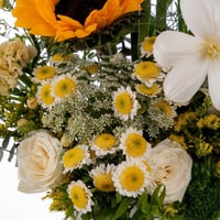 هيبة الجوري الأسود