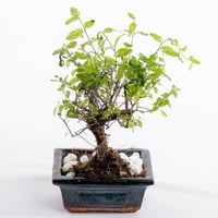 بونساي الأناقة الشرقية