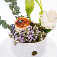 فازة همس التوليب