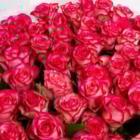 نبض الورد الثنائي