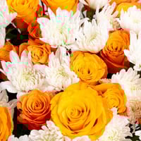 نور البرتقال