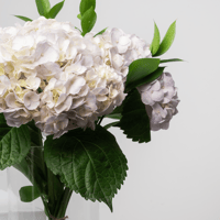 قطرات ناعمة