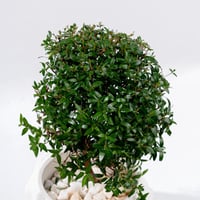 أناقة الميرتوس