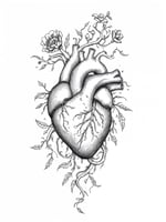لوحة تلوين لقلب تشريحي مع عناصر نباتية – عمل خطي ق...