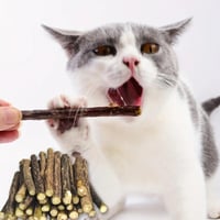 اعواد الكاتنيب المسلية والصحية