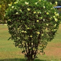 بذور شجيرة بوهينيا الصفراء ( bauhinia tomentosa )