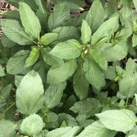 بذور نبات الملوخية ( Corchorus olitorius )