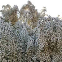 بذور شجيرة الرتم ( Retama raetam )