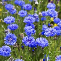 بذور زهرة سينتاوريا الزرقاء - ندى العنبر ( Centaur...