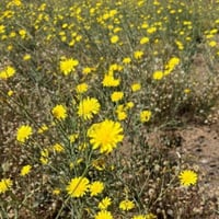 بذور العضيد - اليعضيد ( Urospermum picroides )