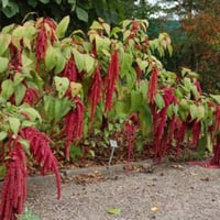 بذور الزهرة المخملية ( Amaranthus caudatus )