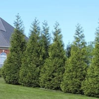 بذور شجرة الثويا الغربية ( Thuja occidentalis )