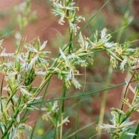 بذور عشبة الاذخر المكي ( Cymbopogon Schoenanthus )
