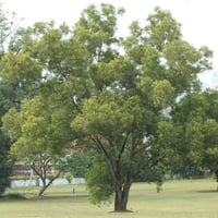 بذور شجرة طلح - أكاسيا اوريكوليفورميس‬ ( Acacia Au...