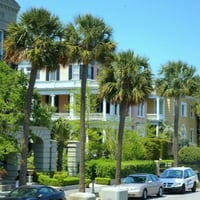 بذور نخيل ذيل الطاووس - سبال نخيلي‬ ‫( Sabal palme...