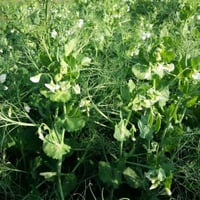 بذور البازلاء ( Pisum sativum )