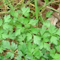 بذور نبات البقدونس ( Petroselinum crispum )