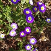 بذور اللبلاب ثلاثي الألوان - مجد الصباح قزمي ( Con...