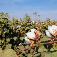 بذور شجيرة القطن المكسيكي ( Gossypium hirsutum )