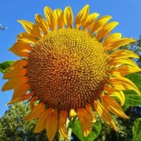 بذور دوار الشمس الأصفر ( Helianthus annuus )