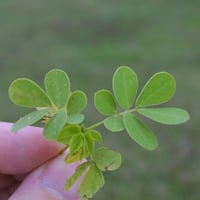 بذور عشبة سنا الصينية - المنجلية ( Senna obtusifol...