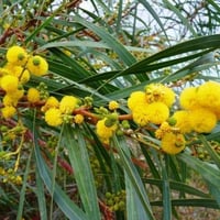‫بذور شجرة اكاسيا ساليجنا‬ ( Acacia saligna )