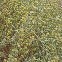 بذور شجيرة الشعران ( Anabasis setifera )