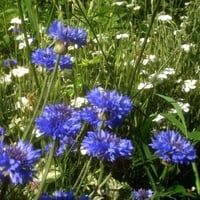 بذور زهرة سينتاوريا الزرقاء - ندى العنبر ( Centaur...