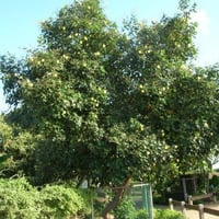 بذور الخبازي الساحلي ( Hibiscus Tiliaceus )