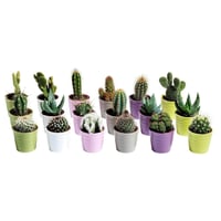 بذور صباريات ( cactaceae )