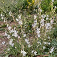 بذور عشبة تربة ابو دهينه ( Silene arabica Boiss )