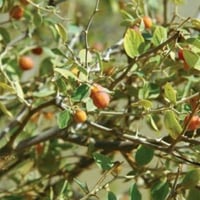 بذور شجرة السدر البري ( RHAMNUS )