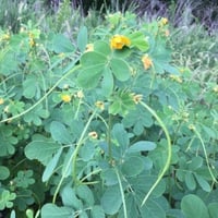 بذور عشبة سنا الصينية - المنجلية ( Senna obtusifol...