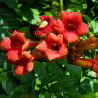 بذور متسلقة البوق ( Campsis radicans )