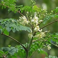 بذور شجرة المورينجا‬ الهجين ( Moringa Hybrid )