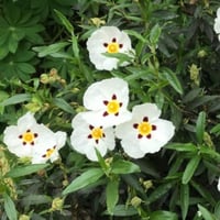 بذور شجيرة القريضة العنبرية ( Cistus Ladanifer )