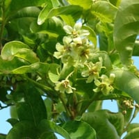 بذور شجرة هاربوليا - خشب التوليب ( Harpullia pendu...