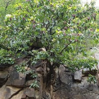 بذور شجرة الثعب - ترمناليا بروني ( Terminalia Brow...