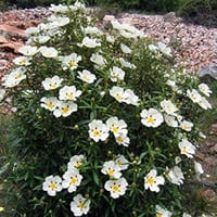 بذور شجيرة القريضة العنبرية ( Cistus Ladanifer )