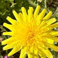 بذور العضيد - اليعضيد ( Urospermum picroides )