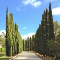 بذور شجرة‬ ‫السرو الايطالي‬ ‫( Cupressus sempervir...