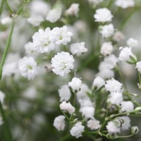 بذور زهرة جيبسوفيلا ايليجانس ( gypsophila Elegans...
