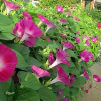 بذور متسلقة مجد الصباح - ايبوميا الحمراء ( Ipomoea...